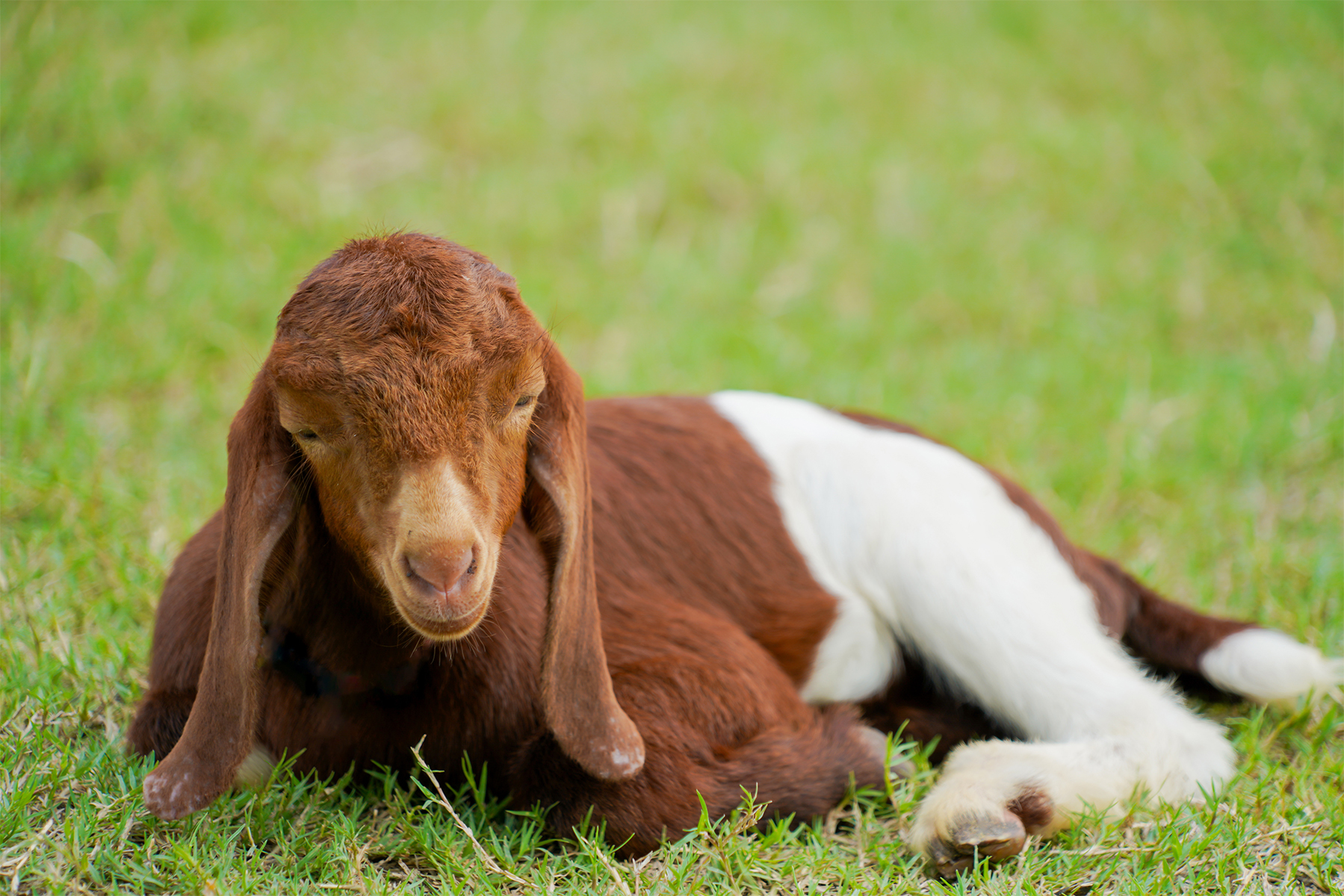Coccidiosis in Goats
